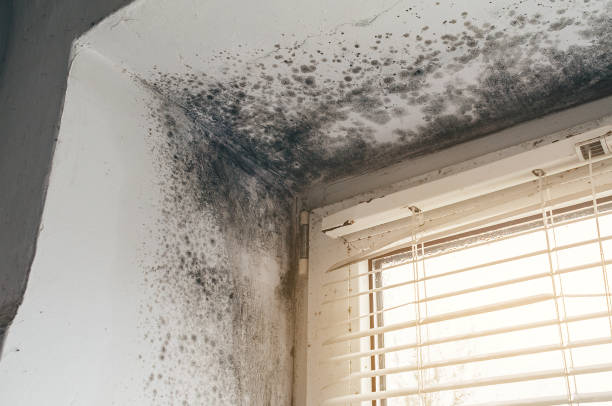 Affordable Mold Removal solutions in Belvidere, NC